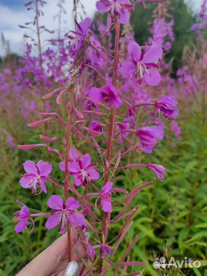 Иван чай, цветы иван чая, пижма