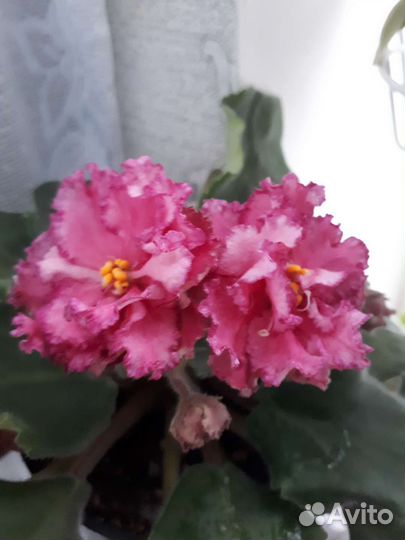 Фиалка сортовая