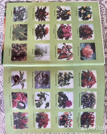 Энциклопедия комнатных растений