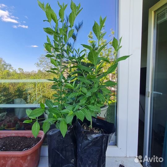 Бересклет европейский