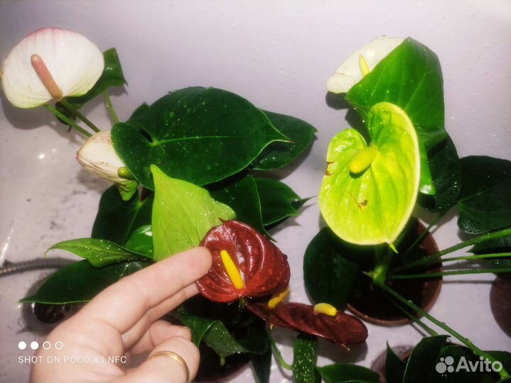 Антуриумы разные сорта