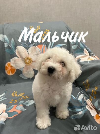 Щенки бишончики