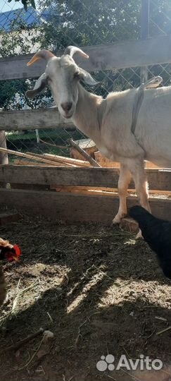 Козел молодой,молочная козочка,козлик на мясо