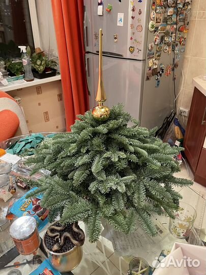 Новогодняя елочка из нобилиса