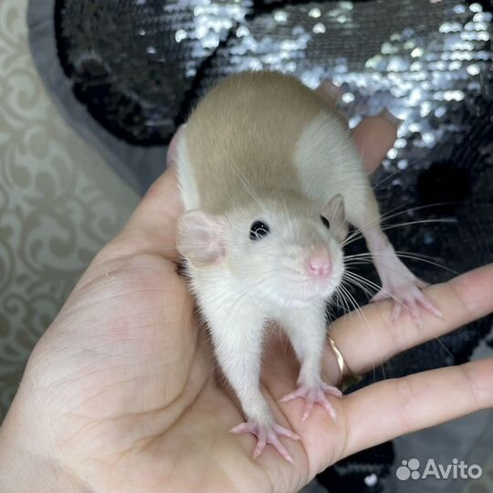 Питомник. Дамбо крысы, крысята, крыса