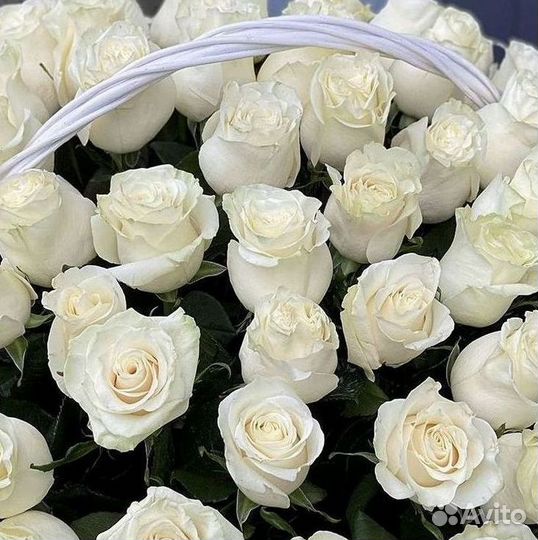 Высокие розы Букеты с доставкой