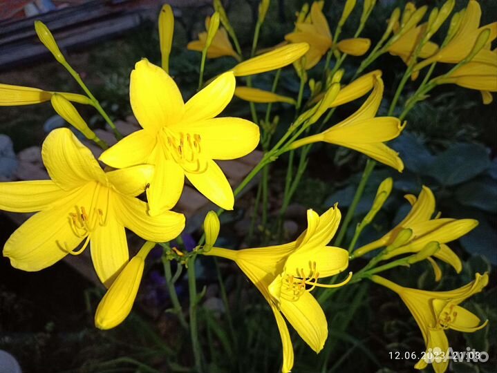 Лилейник желтый