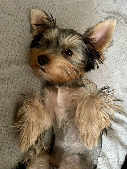 Йоркширский терьер