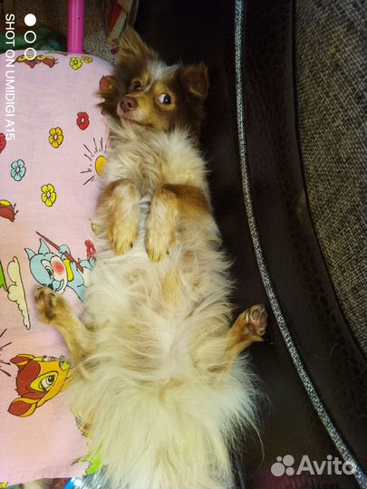 Собачка ищет семью