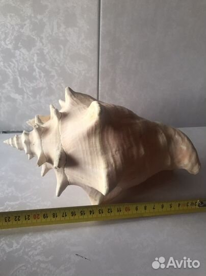 Раковина большая морская