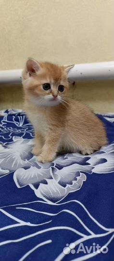 Котята золотой британской