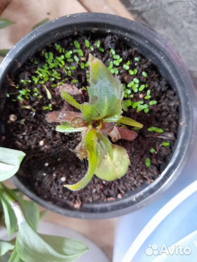 Семена глосиний