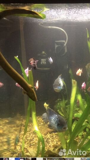 Аквариум