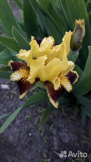 Ирисы карликовые