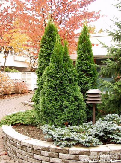 Туи смарагд