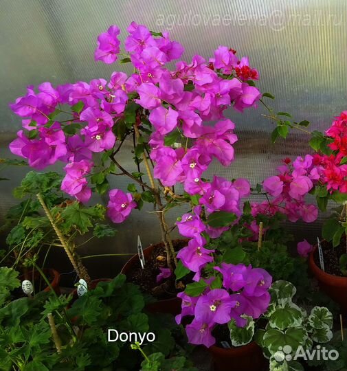 Бугенвиллия взрослая и детки