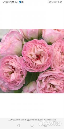 Пеларгония герань