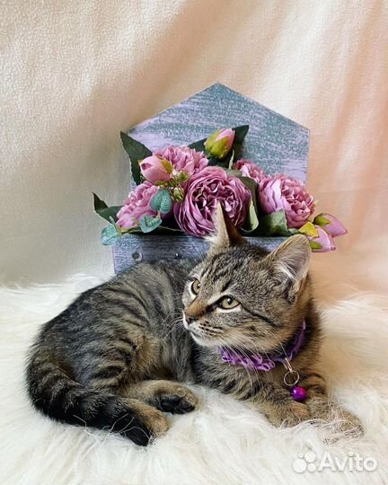 Котенок