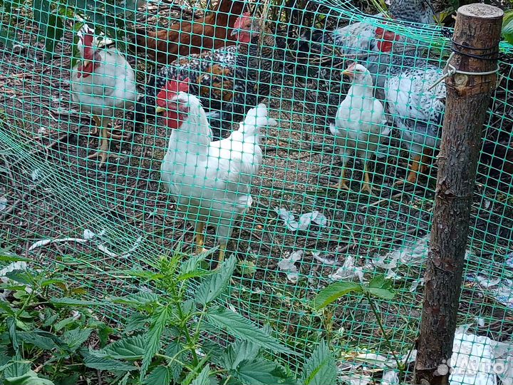 Молодые петухи породистые