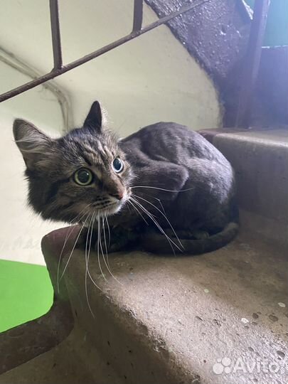 Найдена кошка