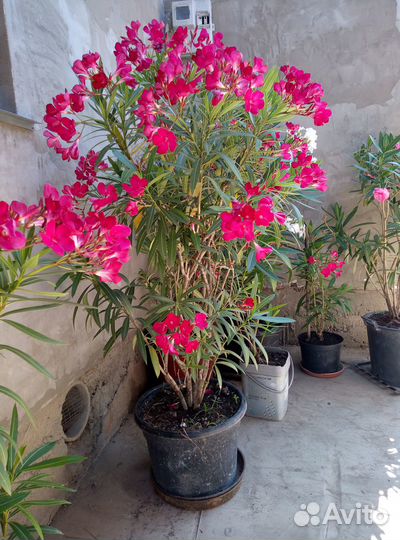 Олеандр большой