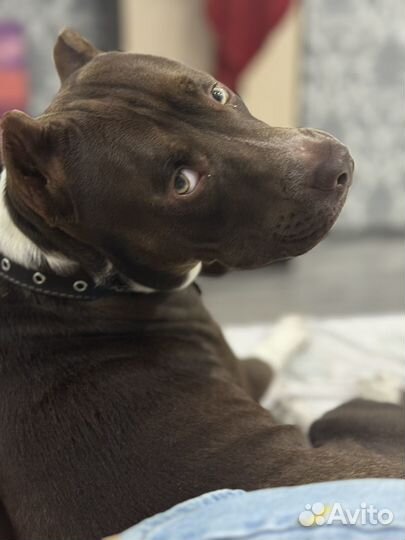 Питбуль вязка