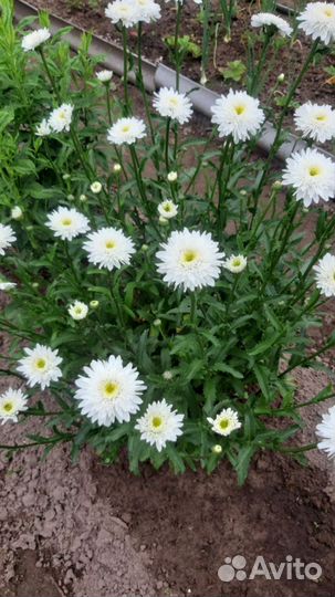 Ромашка махровая