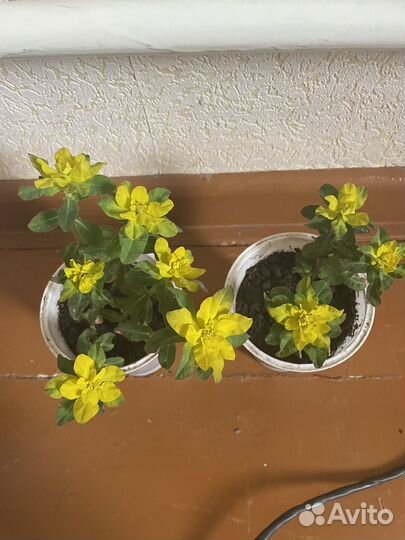 Молочай хоста