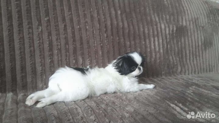 Японский хин