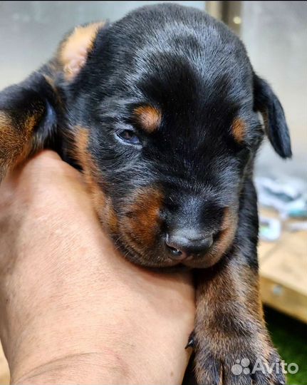 Открыта бронь на щенков добермана