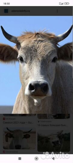Продам быка