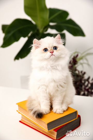 Золотой колорик британский мальчик