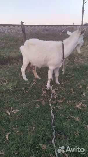 Коза дойная