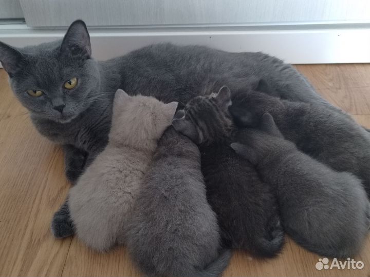 Британские котята