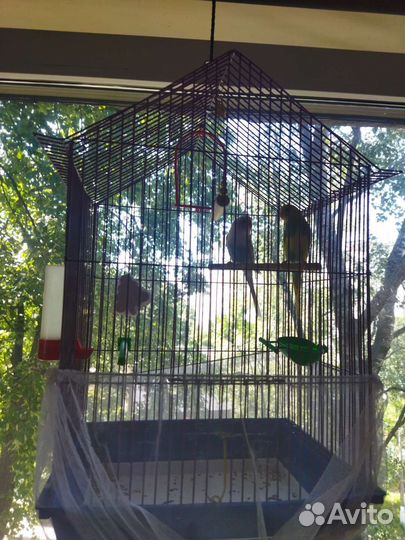 Волнистые попугаи