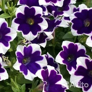 Вегетативные цветы