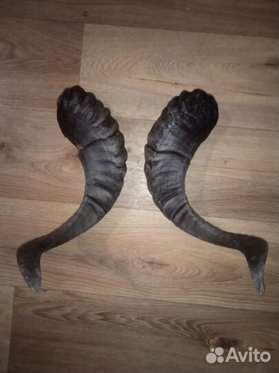 Рога горного барана