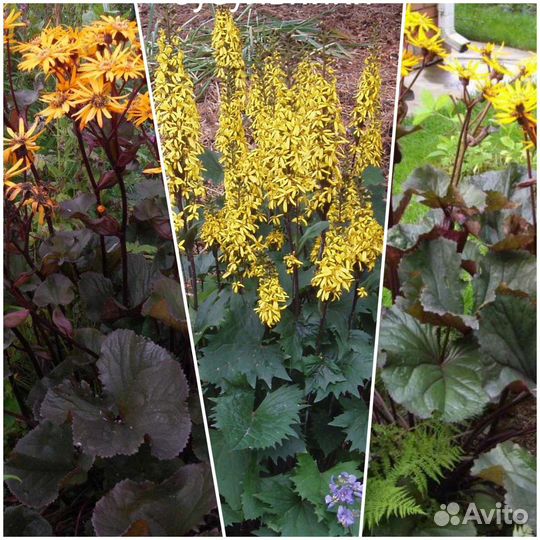 Растения для сада