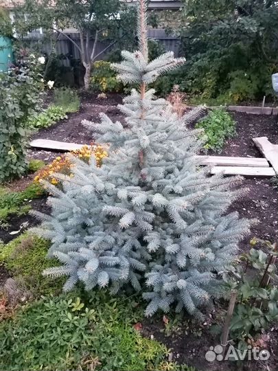 Голубая и зелёная ель