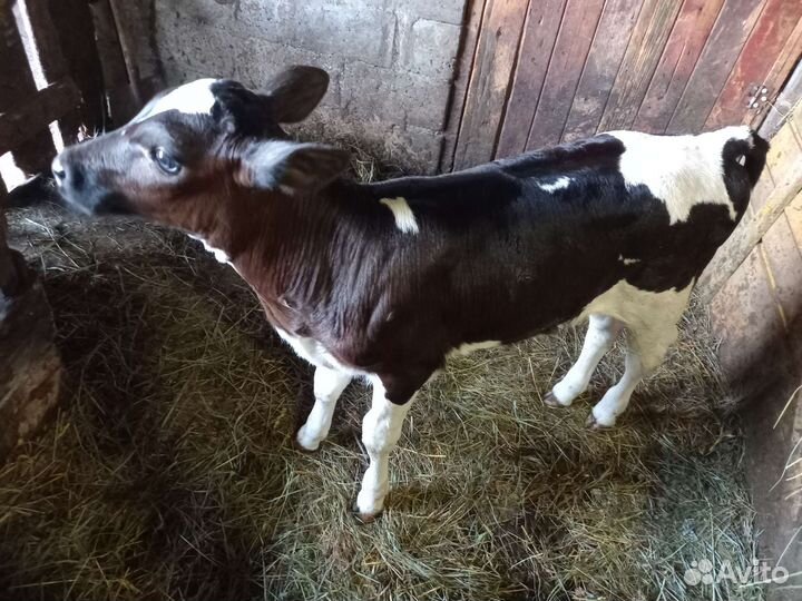 Продаётся телочка