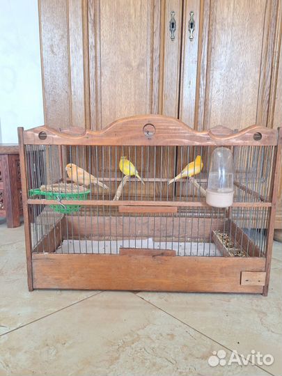 Кенара и канарейки