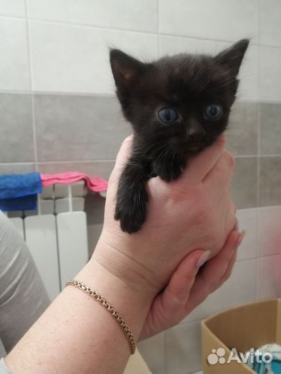Кошка
