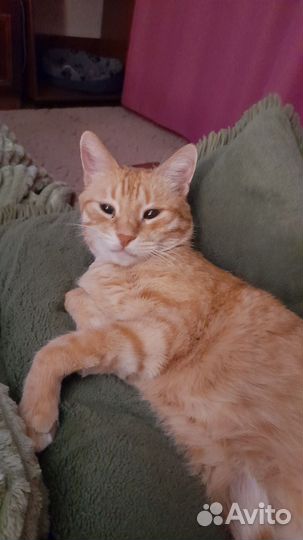 Отдам кота в добрые руки бесплатно