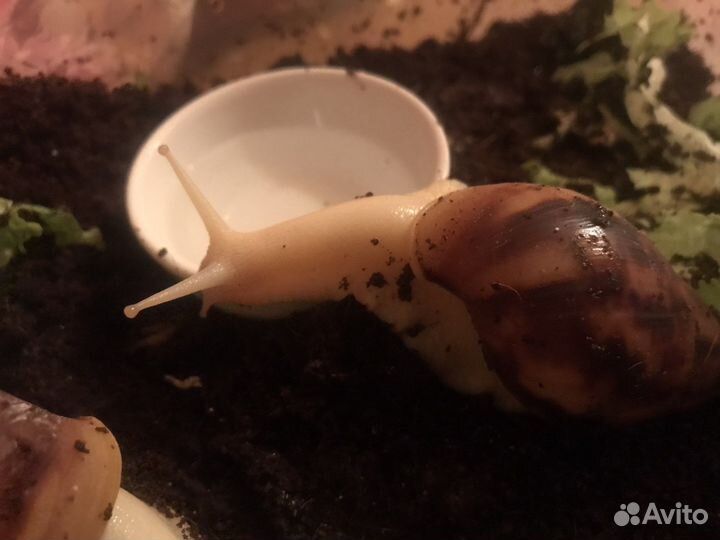 Улитка ахатина