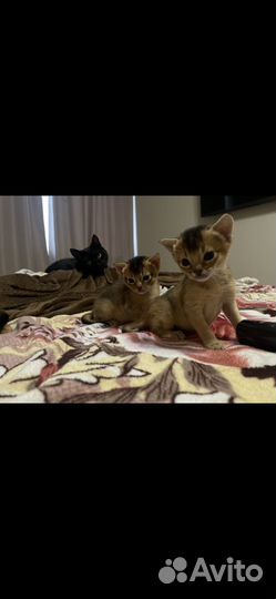 Абиссинские котята