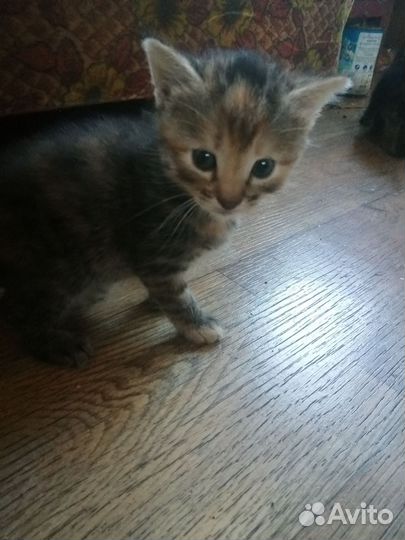 Кошки