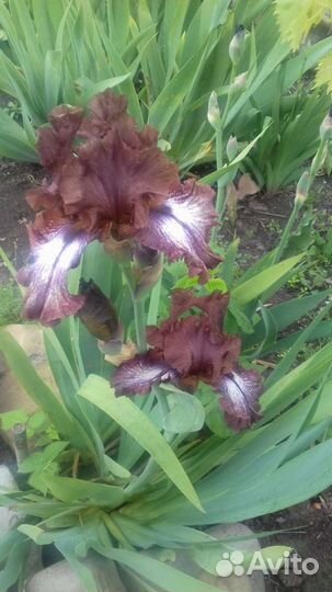 Керрия, жимолость шапочная, ирисы бород,ландыши