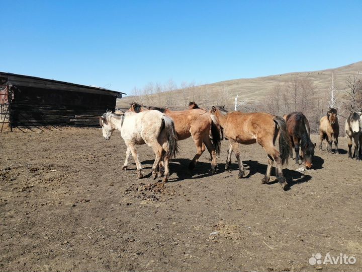 Молодняк лошади башкирская порода