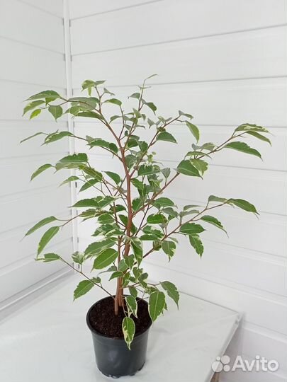 Фикус бенжамина