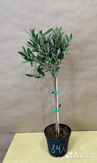 Оливковое дерево живое